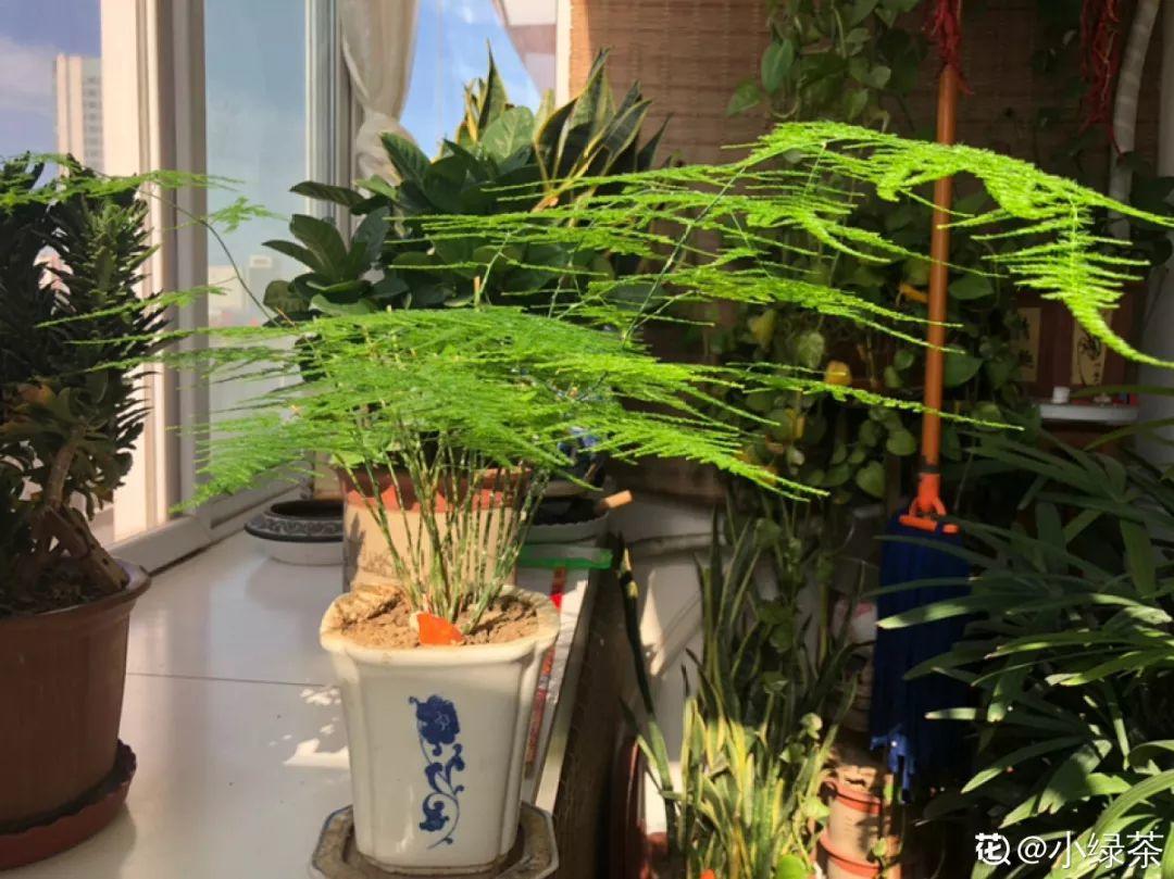 人養(yǎng)花，花也養(yǎng)人，這15種花，越養(yǎng)家里越干凈