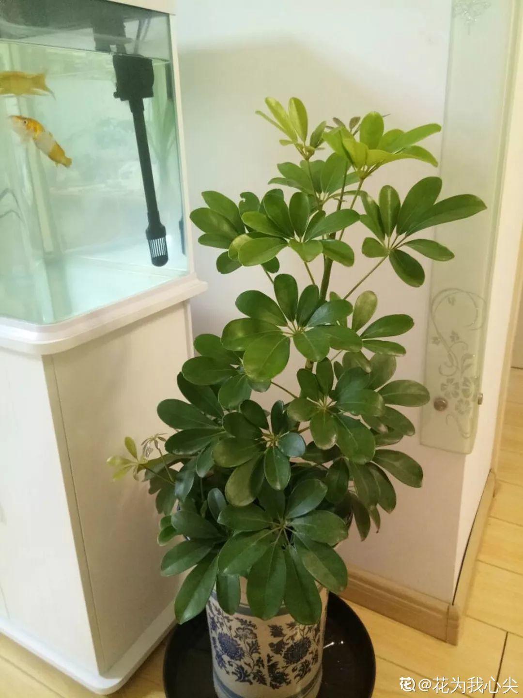人養(yǎng)花，花也養(yǎng)人，這15種花，越養(yǎng)家里越干凈
