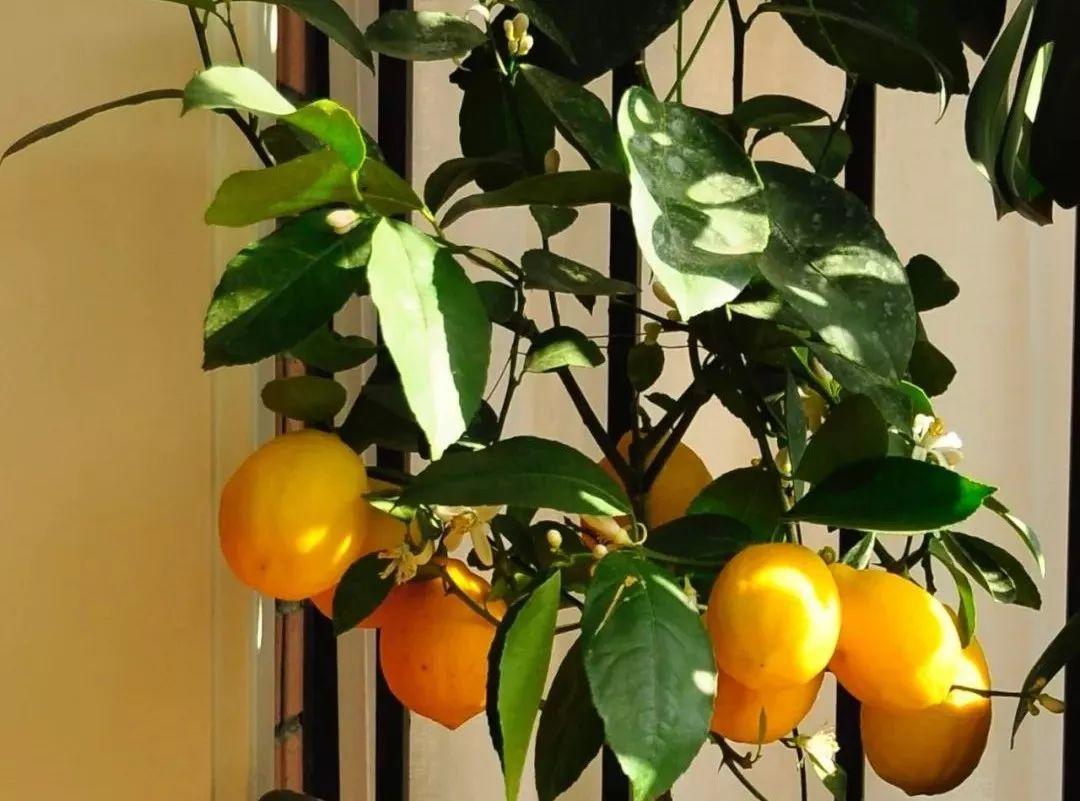 人養(yǎng)花，花也養(yǎng)人，這15種花，越養(yǎng)家里越干凈