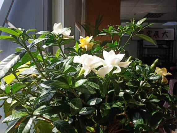 人養(yǎng)花，花也養(yǎng)人，這15種花，越養(yǎng)家里越干凈