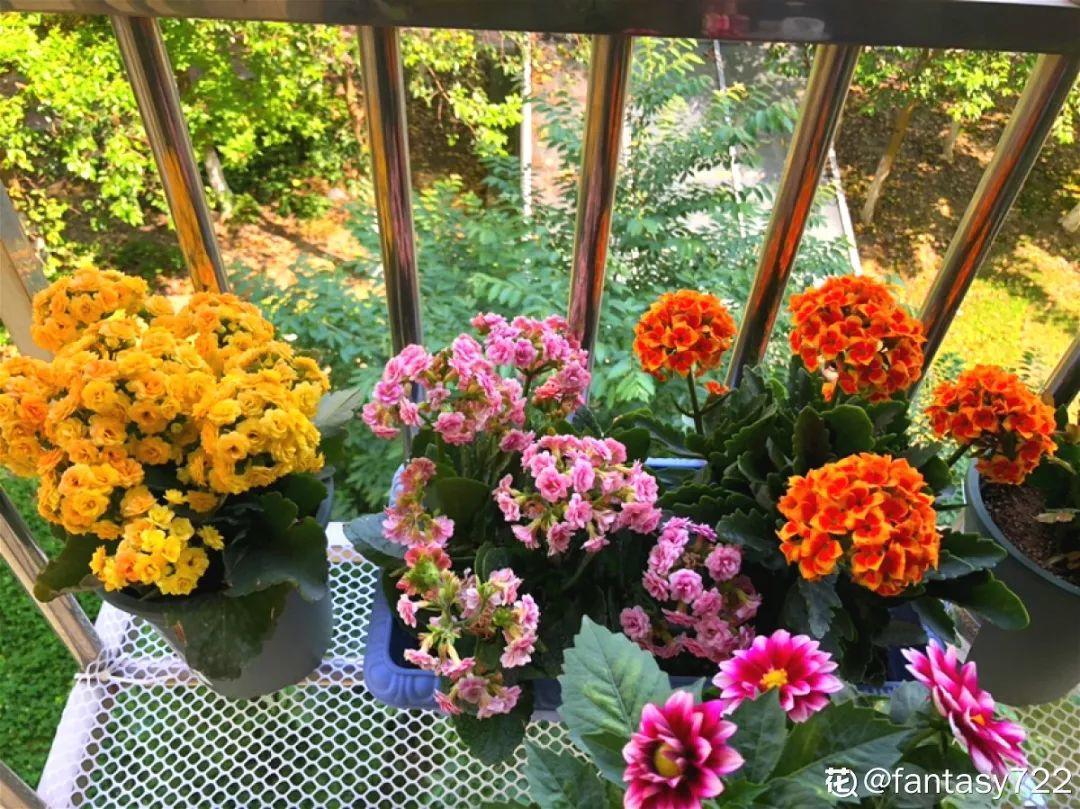 人養(yǎng)花，花也養(yǎng)人，這15種花，越養(yǎng)家里越干凈