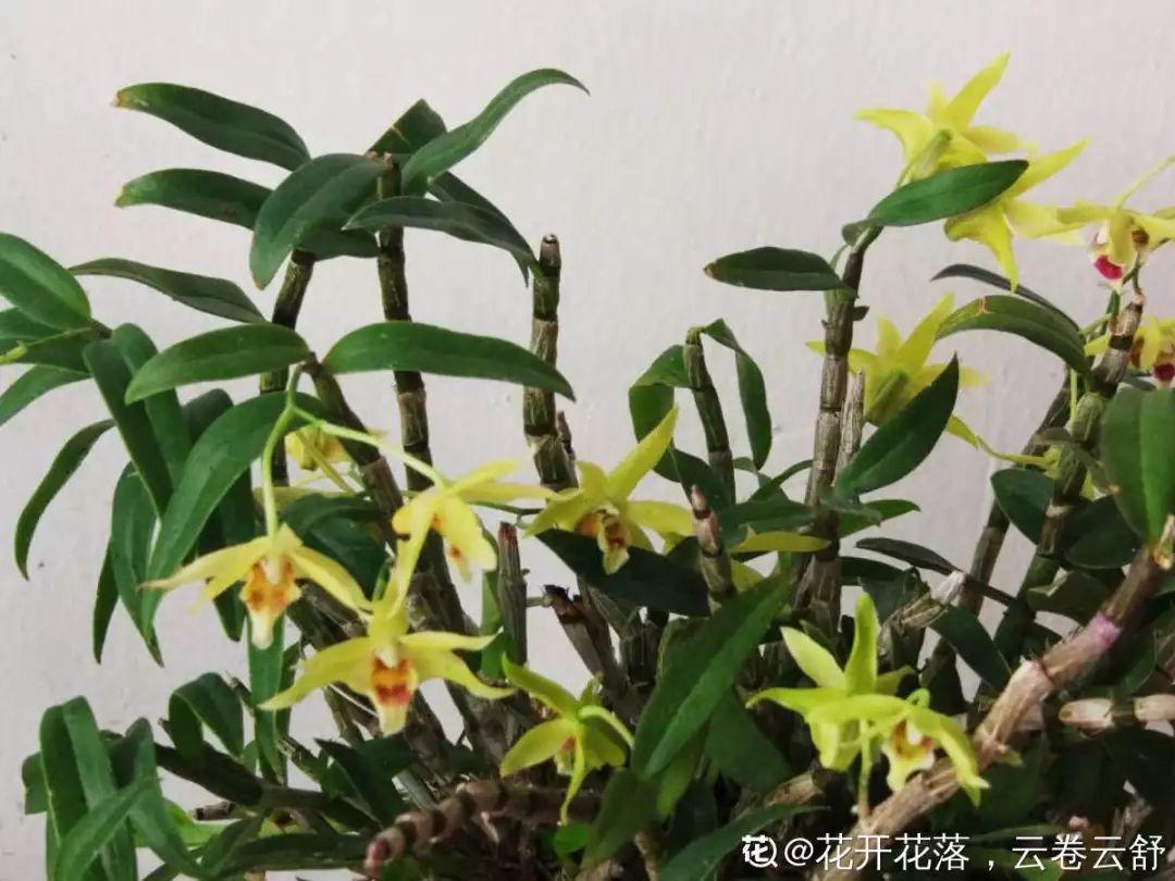人養(yǎng)花，花也養(yǎng)人，這15種花，越養(yǎng)家里越干凈