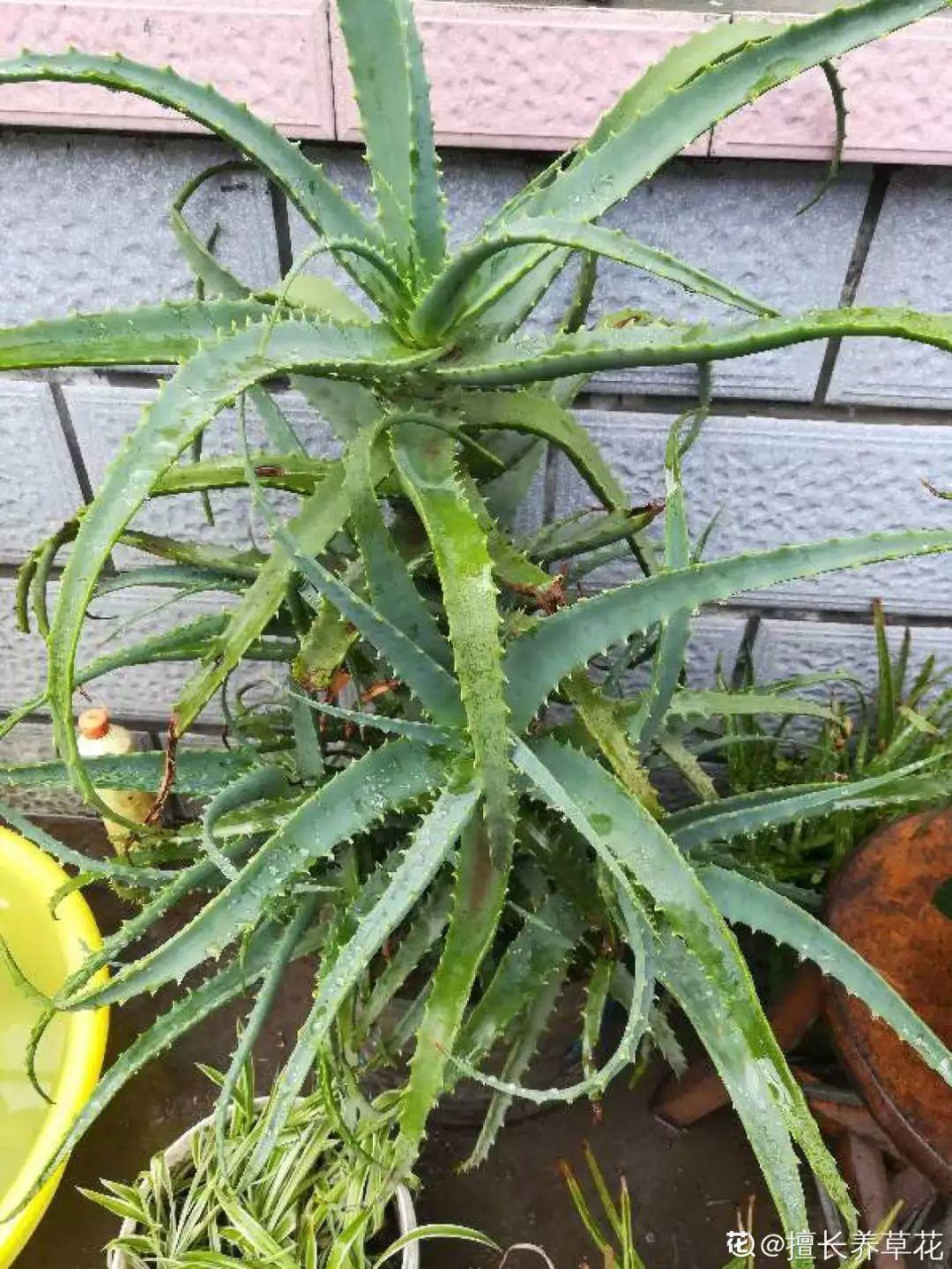 人養(yǎng)花，花也養(yǎng)人，這15種花，越養(yǎng)家里越干凈
