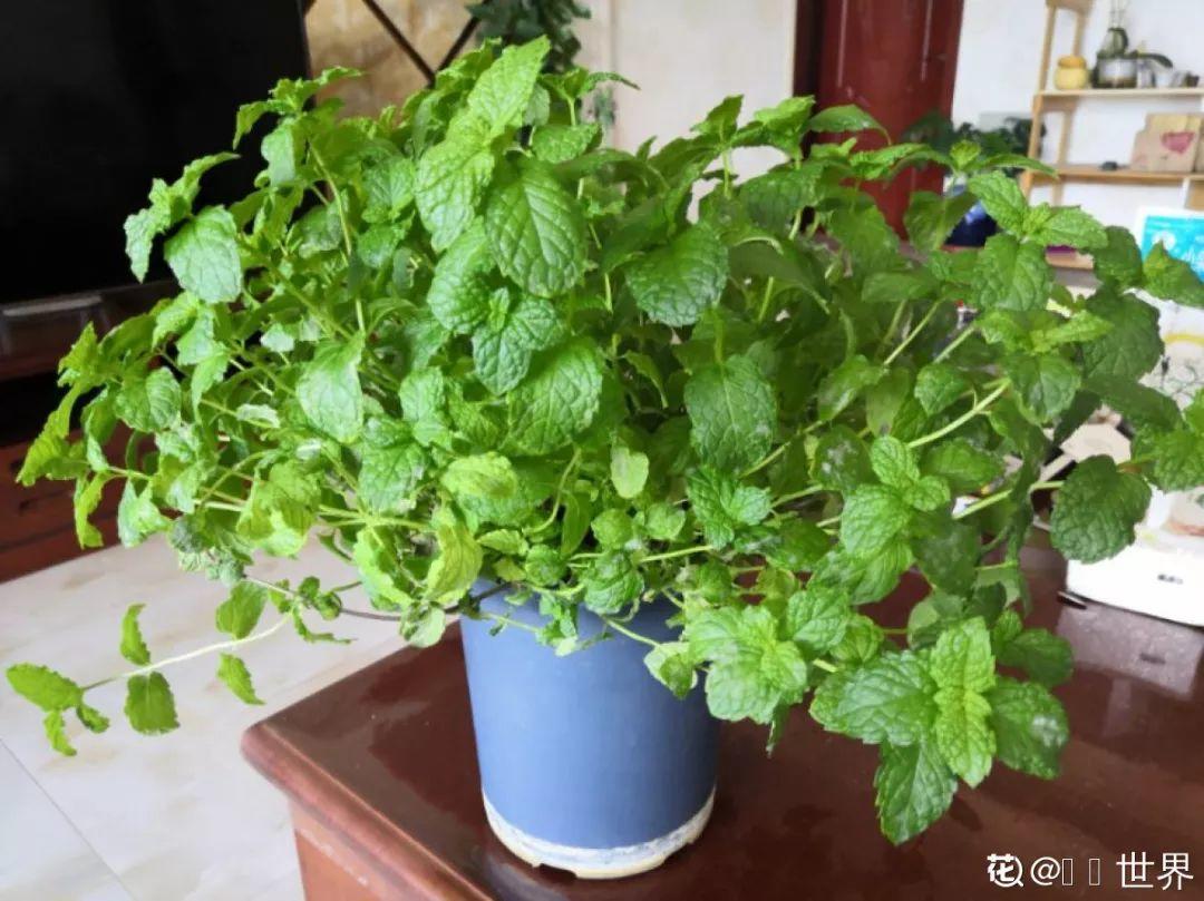 人養(yǎng)花，花也養(yǎng)人，這15種花，越養(yǎng)家里越干凈