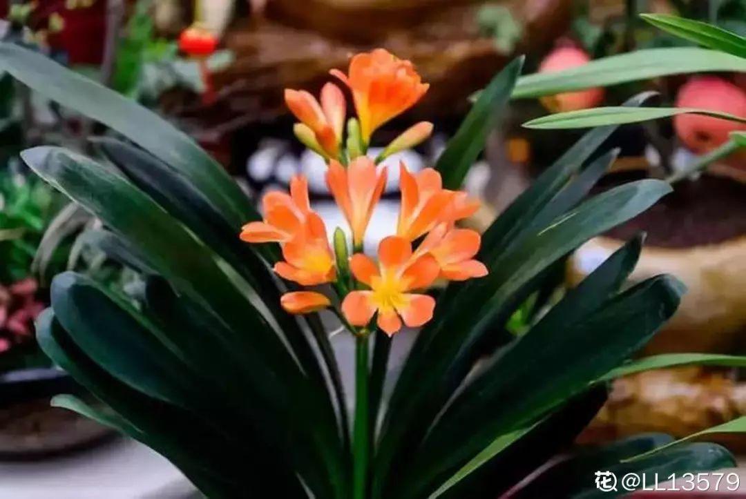 人養(yǎng)花，花也養(yǎng)人，這15種花，越養(yǎng)家里越干凈