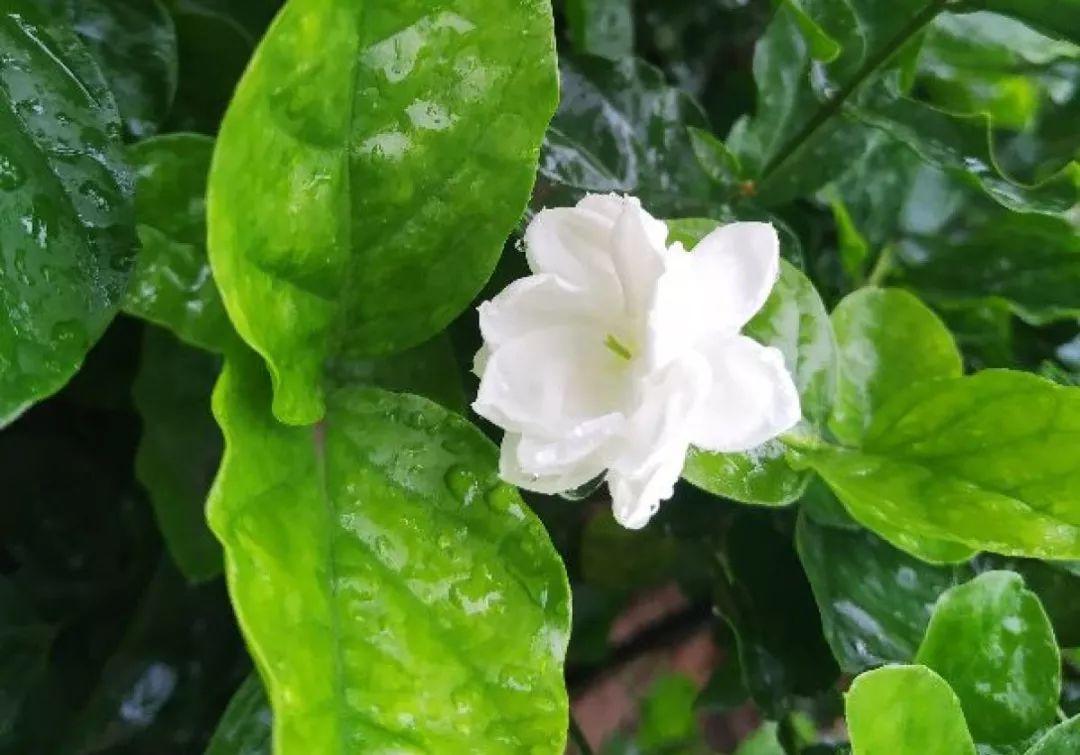 人養(yǎng)花，花也養(yǎng)人，這15種花，越養(yǎng)家里越干凈
