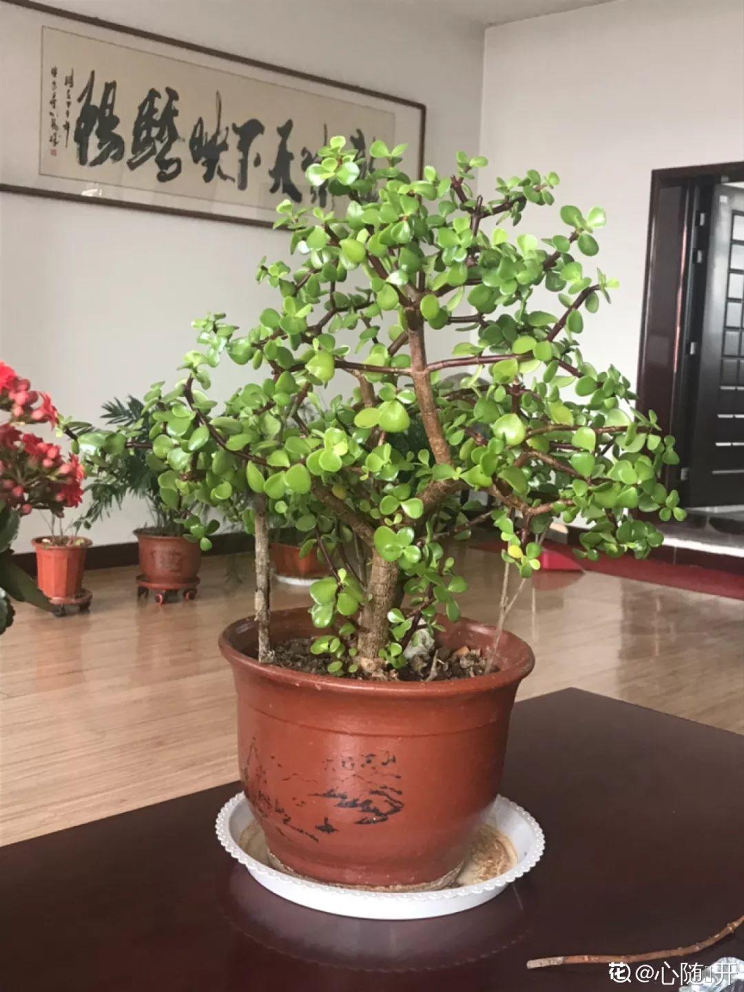 人養(yǎng)花，花也養(yǎng)人，這15種花，越養(yǎng)家里越干凈