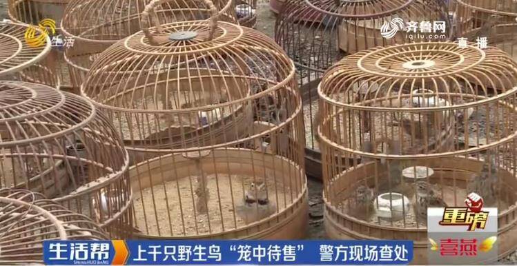 臨沂：花卉市場(chǎng)公然叫賣野生鳥類 民警現(xiàn)場(chǎng)查獲野鳥上千只