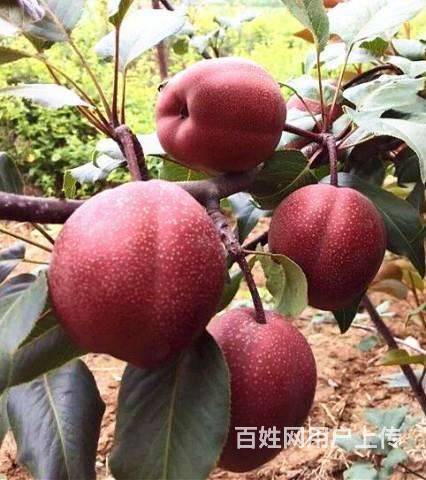 供應(yīng)奧紅一號(hào)紅梨苗