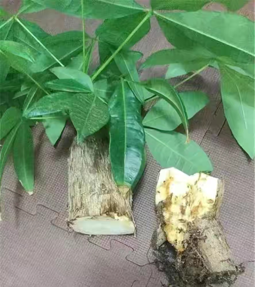 容易因多澆水而死的“18種花”，養(yǎng)不活都是由于手太勤