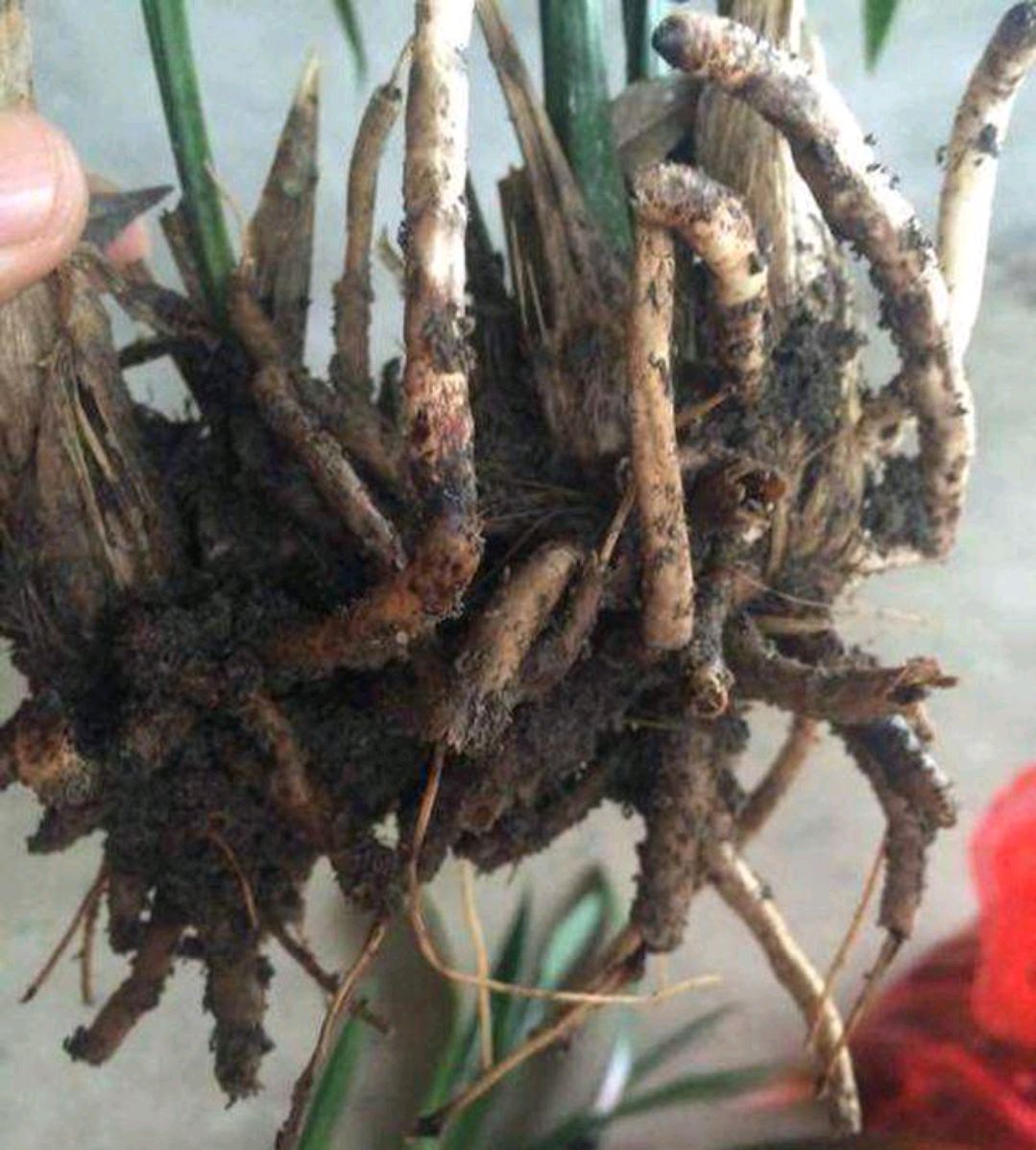 容易因多澆水而死的“18種花”，養(yǎng)不活都是由于手太勤