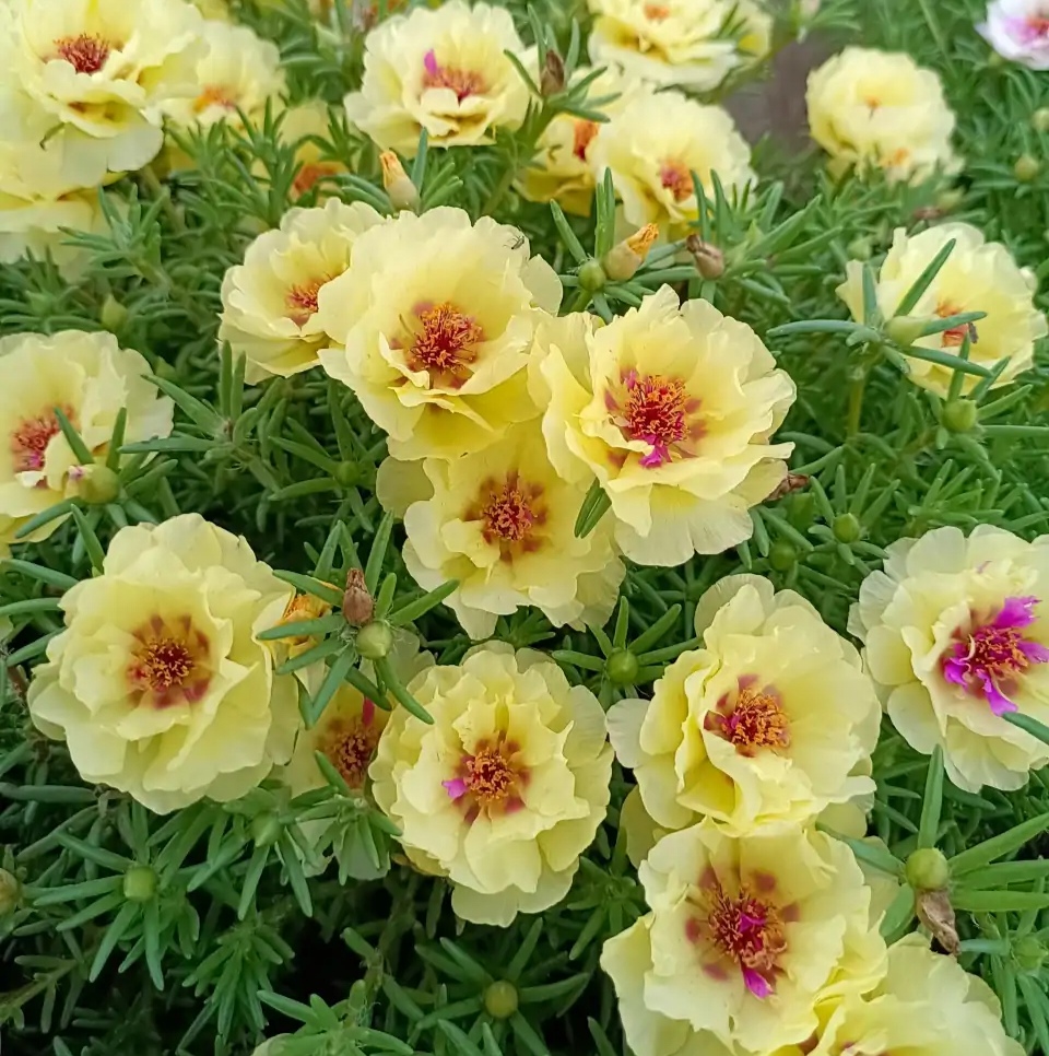 容易因多澆水而死的“18種花”，養(yǎng)不活都是由于手太勤