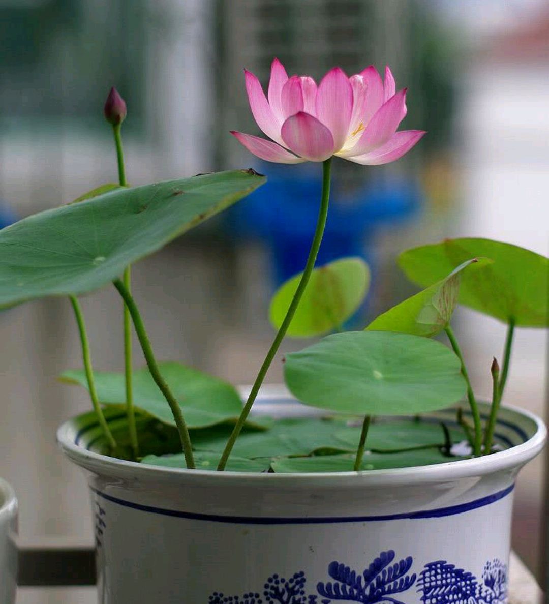容易因多澆水而死的“18種花”，養(yǎng)不活都是由于手太勤