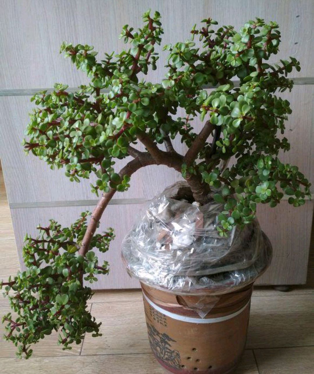 容易因多澆水而死的“18種花”，養(yǎng)不活都是由于手太勤