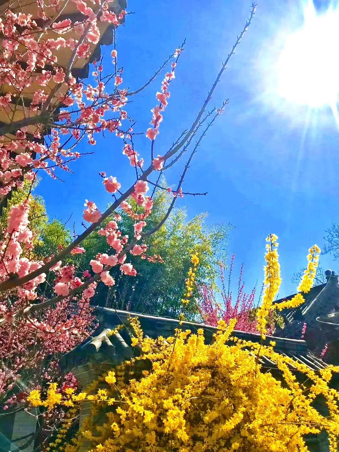 這個周末帶著家人走起！臨沂春季賞花地圖來了！超詳細！